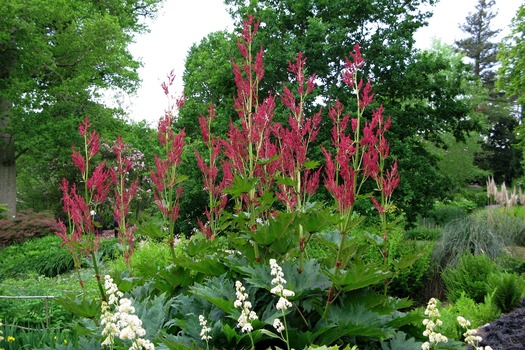 Rheum palmatum tanguticum