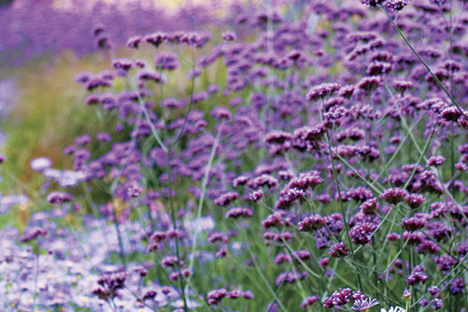 Verbena bonariensis 'Lollipop'