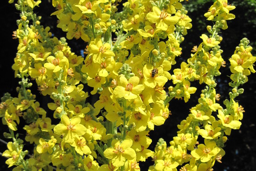 Verbascum olympicum