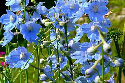 Delphinium 'Cliveden Beauty'