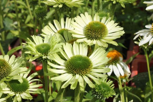 Echinacea purpurea 'Green Jewel'