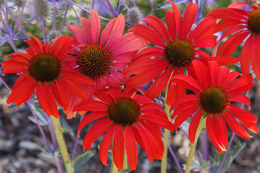 Echinacea 'Tomato Soup'