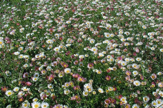 Erigeron karvinskianus