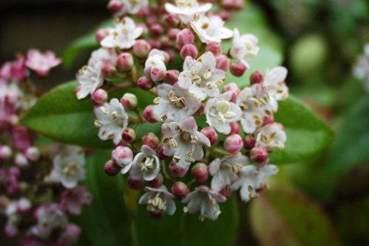 Viburnum tinus 'Eve Price'