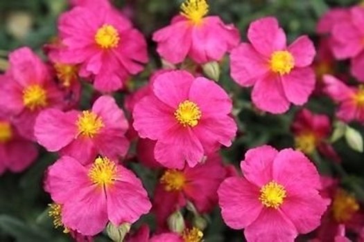 Helianthemum 'Ben Hope'