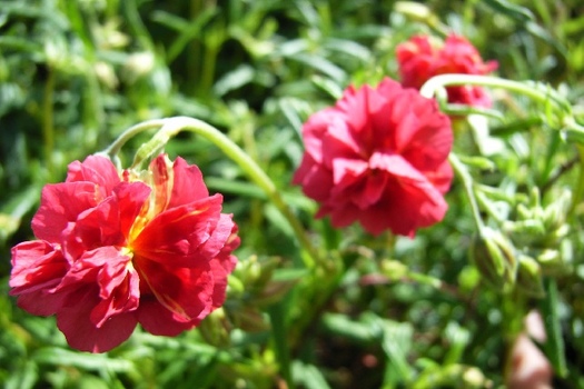 Helianthemum 'Cerise Queen'