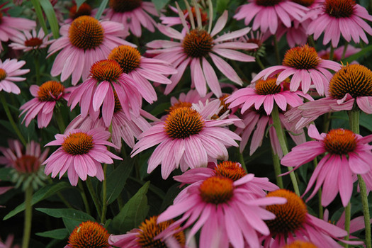 Echinacea purpurea 'Little Magnus'