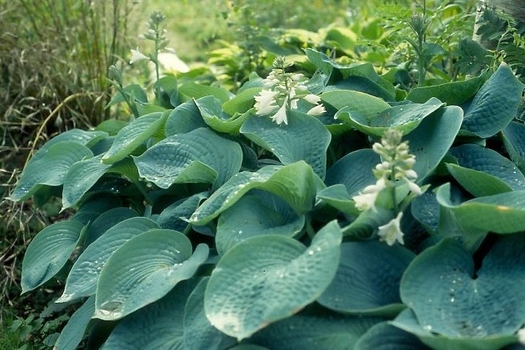 Hosta 'Big Daddy'