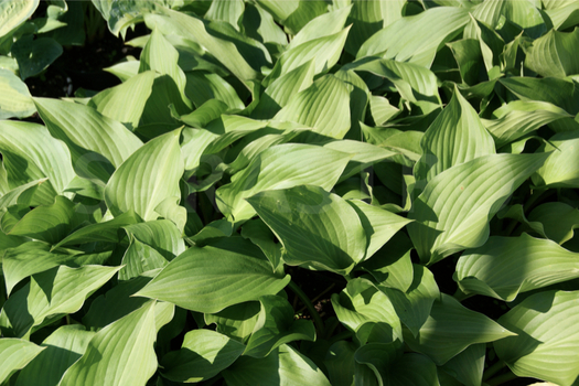 Hosta 'Snowflakes'