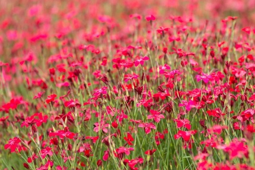 Dianthus deltoides 'Flashing Light'