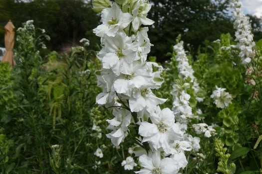 Delphinium 'Casa Blanca'