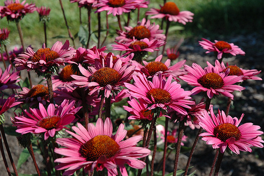 Echinacea purpurea 'Fatal Attraction'