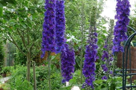 Delphinium 'Black Knight'