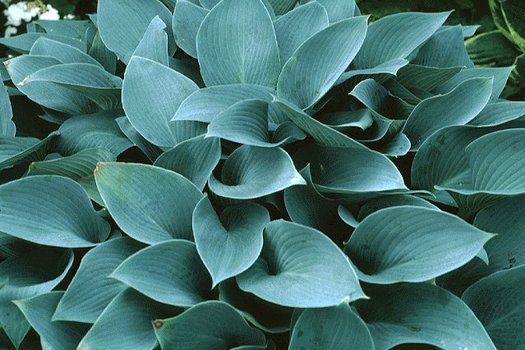 Hosta 'Halcyon'