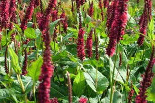 Persicaria amplexicaulis 'Blackfield'