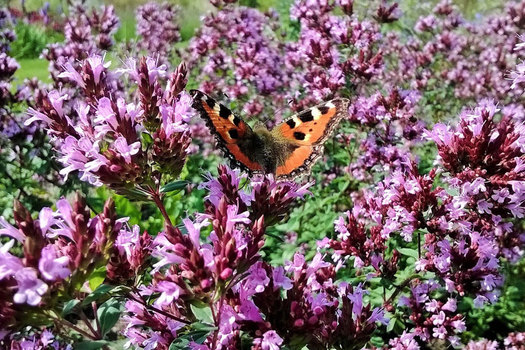 Origanum laevigatum 'Herrenhausen'