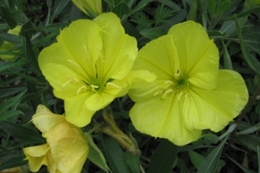 Oenothera macrocarpa