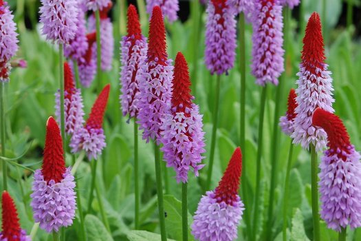 Primula vialii