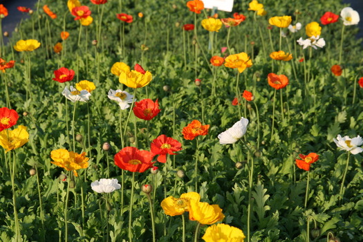 Papaver nudicaule 'Gartenzwerg'