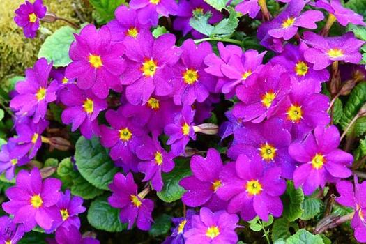 Primula 'Wanda'