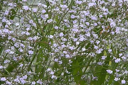 Limonium latifolium