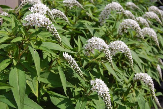 Lysimachia clethroides