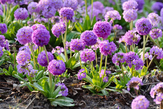 Primula denticulata 'Lilac'