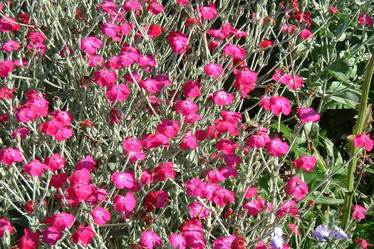 Lychnis coronaria 'Atrosanguinea'