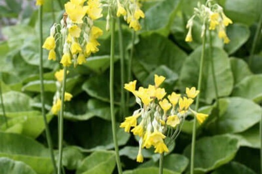 Primula florindae