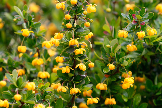 Berberis buxifolia 'Nana'