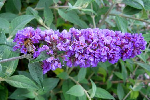 Buddleja 'Blue Chip'