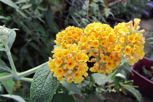 Buddleja weyeriana 'Sungold'