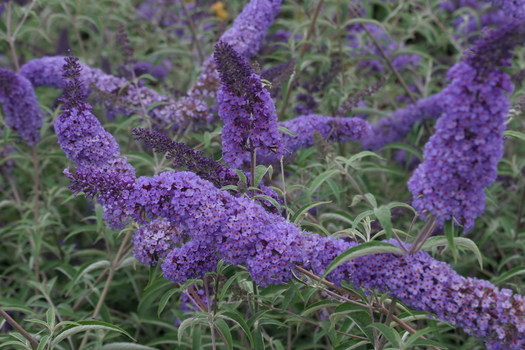 Buddleja davidii 'Nanho Blue'