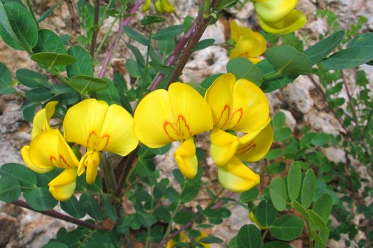 Colutea arborescens