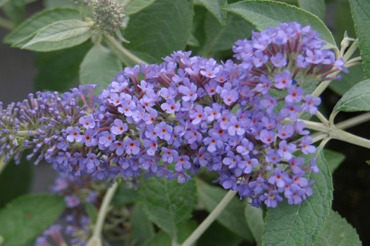 Buddleja 'Lochinch'