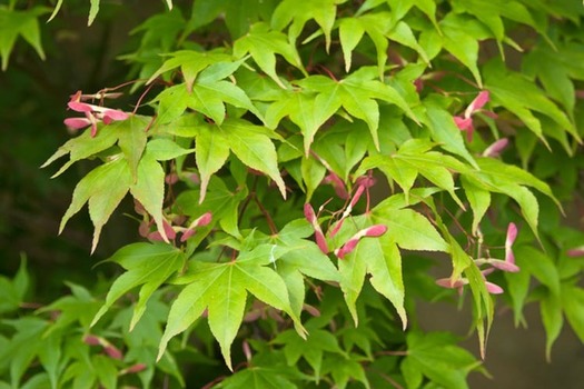 Acer palmatum 'Ôsakazuki'