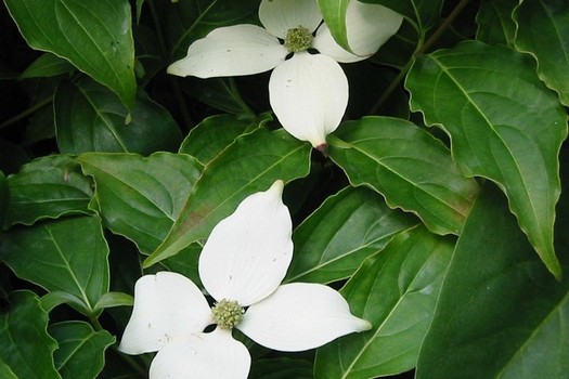 Cornus kousa 'Robert's Selectie'