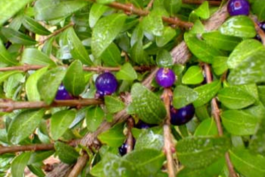 Lonicera pileata