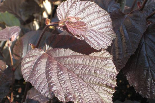 Corylus maxima 'Purpurea'