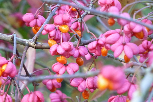 Euonymus europaeus 'Red Cascade'