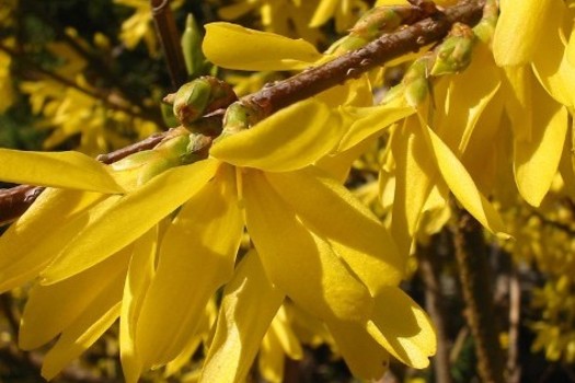 Forsythia intermedia 'Spectabilis'