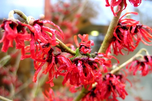 Hamamelis intermedia 'Diane'