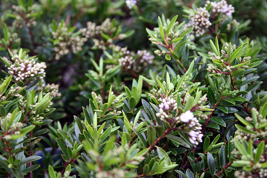 Hebe diosmifolia 'Celina'