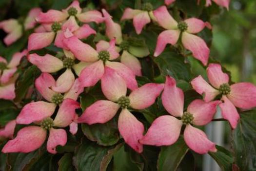 Cornus kousa 'Beni-fuji'