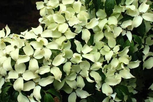 Cornus kousa 'China Girl'