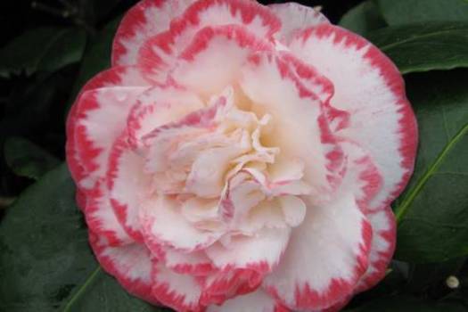 Camellia japonica 'Margaret Davis'