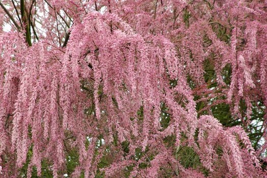 Tamarix tetrandra