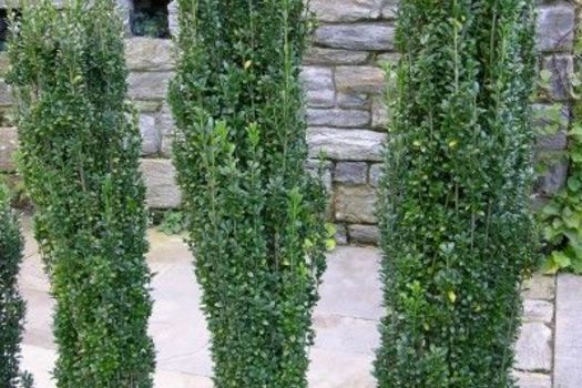 Ilex crenata 'Fastigiata'