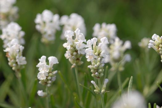 Lavandula angustifolia 'Alba'