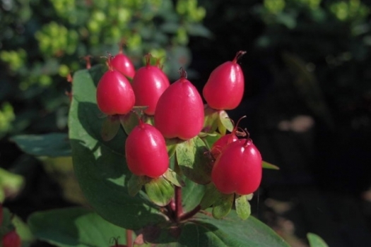 Hypericum inodorum 'Kolmred'